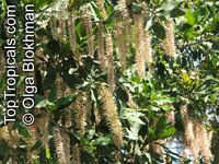 Macadamia integrifolia, Macadamia nut

Click to see full-size image