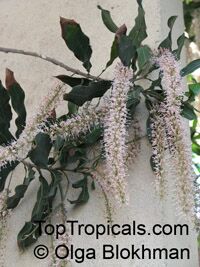 Macadamia integrifolia, Macadamia nut

Click to see full-size image