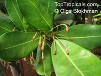 Manilkara bidentata, Mimusops balata, Achras balata, Ausubo, Balata, Mimusops, Autranella, Balata Rouge, Assapookoo

Click to see full-size image