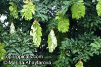 Maniltoa browneoides, Maniltoa gemmipara, Hankerchief Tree, New Guinea Ghost Tree, Manitoa 

Click to see full-size image