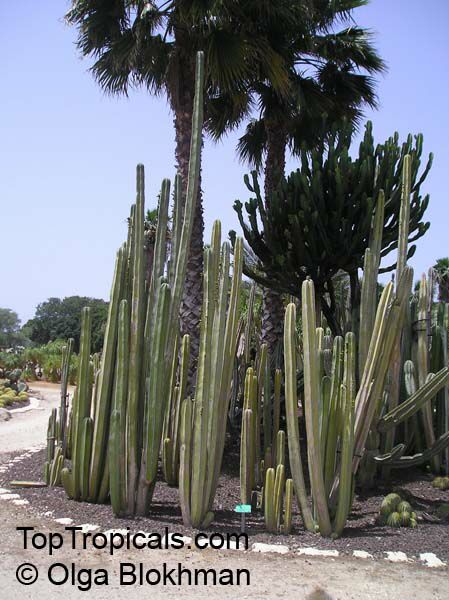 Pachycereus marginatus, Marginatocereus marginatus, Central Mexico Pipe Organ, Organo, Fence Post Cactus 