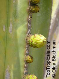 Pachycereus marginatus, Marginatocereus marginatus, Central Mexico Pipe Organ, Organo, Fence Post Cactus 

Click to see full-size image