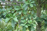 Palaquium obovatum, Isonandra obovata , White Gutta

Click to see full-size image
