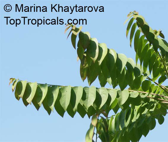 Phyllanthus acidus, Phyllanthus distichus, Otaheite Gooseberry, Amlak, Grosella, Gooseberry tree