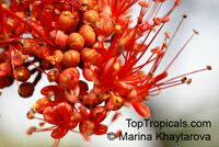 Barnebydendron riedelii, Phyllocarpus riedelii, Phyllocarpus septentrionalis, Monkey Flower Tree, Fire of Pakistan

Click to see full-size image