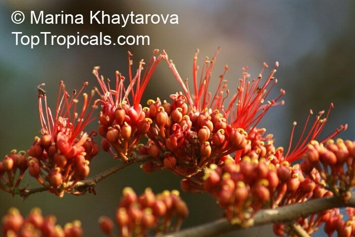Barnebydendron riedelii, Phyllocarpus riedelii, Phyllocarpus septentrionalis, Monkey Flower Tree, Fire of Pakistan