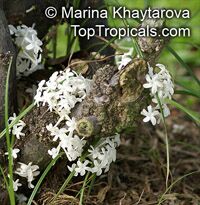 Pleiocarpa mutica, Kanwene

Click to see full-size image