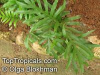 Polypodium sp., Polypody

Click to see full-size image