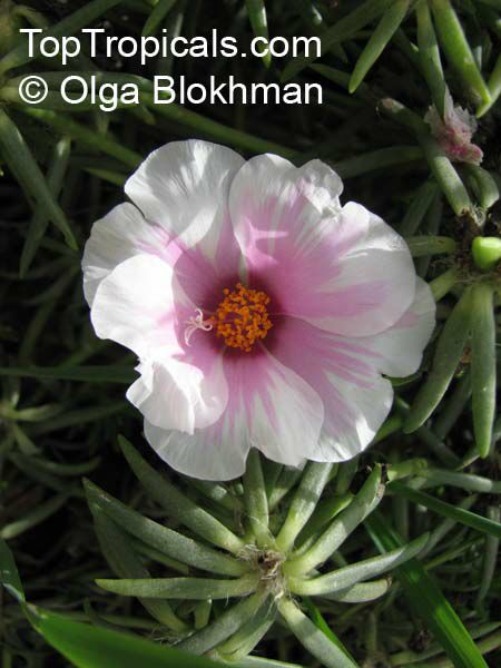 Portulaca grandiflora, Moss rose, Perslane, Purslane