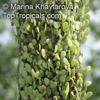 Pyrrosia piloselloides (?), Sakat Ribu-Ribu, Sisik Naga

Click to see full-size image