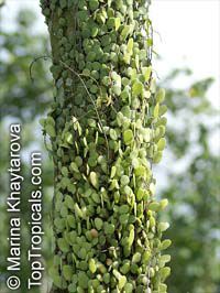 Pyrrosia piloselloides (?), Sakat Ribu-Ribu, Sisik Naga

Click to see full-size image