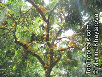 Saraca cauliflora, Saraca thaipingensis, Yellow Saraca Tree

Click to see full-size image