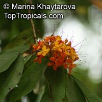 Saraca pierreana, Ashoka Tree

Click to see full-size image