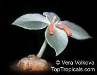 Sinningia leucotricha, Rechsteineria leucotricha, Brazilian Edelweiss

Click to see full-size image