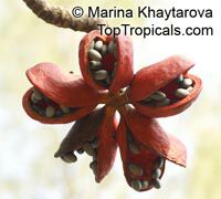 Sterculia foetida (Стеркулия пахучая) - растение
