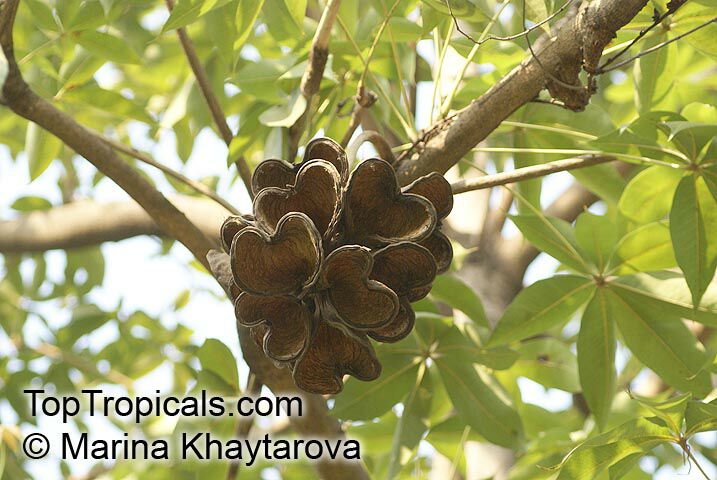 Sterculia foetida, Peon, Indian Almond, Hazel Sterculia, Java Olive, Skunk Tree