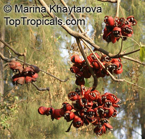 Sterculia foetida, Peon, Indian Almond, Hazel Sterculia, Java Olive, Skunk Tree