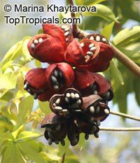Sterculia foetida, Peon, Indian Almond, Hazel Sterculia, Java Olive, Skunk Tree

Click to see full-size image