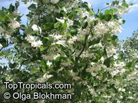 Styrax officinalis, Drug Snowbell, Storax

Click to see full-size image