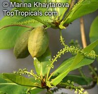 Terminalia catappa (Тропический миндаль) - растение