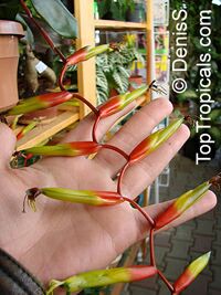 Vriesea scalaris, Bromeliad

Click to see full-size image