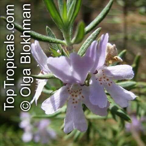 Westringia fruticosa, Native Rosemary, Coastal Rosemary 