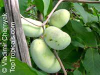 Asimina triloba, Pawpaw, American Custard Apple, West Virginia Banana, Indiana Banana

Click to see full-size image