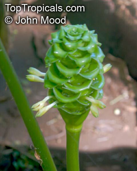 Calathea sp., Calathea. Calathea 'Green Ice'