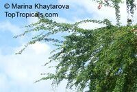 Pithecellobium dulce, Inga dulcis, Mimosa dulcis, Bread-and-Cheeese, Madras Thorn, Manila Tamarind

Click to see full-size image