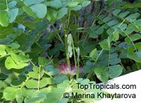 Samanea saman, Albizia saman, Pithecellobium saman , Rain Tree, Monkeypod, Cenizaro, Cow Tamarind

Click to see full-size image
