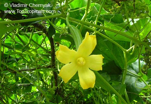 Sicana odorifera, Cucurbita odorifera, Cassabanana. Female flower