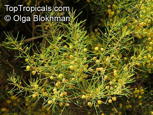 Acacia nematophylla, Acacia
