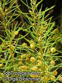 Acacia nematophylla, Acacia

Click to see full-size image