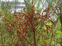 Acacia nematophylla, Acacia

Click to see full-size image