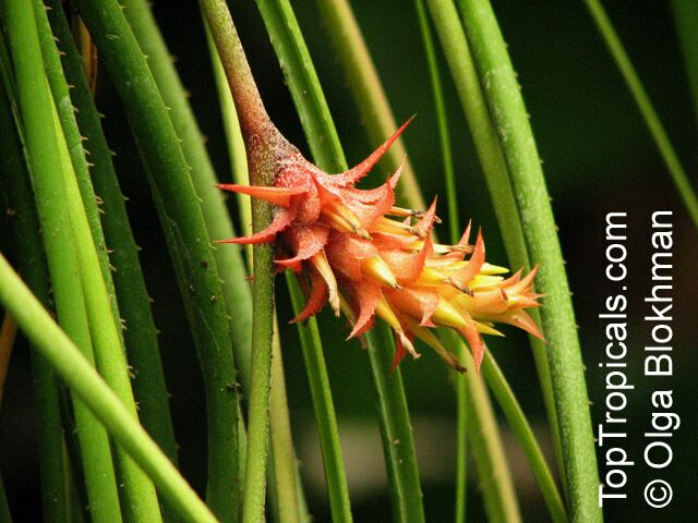 Acanthostachys strobilacea , Pinecone Bromeliad