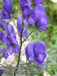 Aconitum sp., Monkshood, Wolfsbane