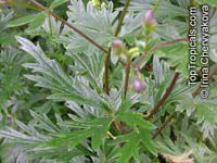 Aconitum sp., Monkshood, Wolfsbane

Click to see full-size image