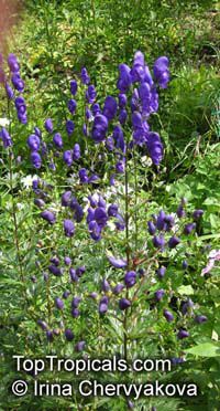 Aconitum sp., Monkshood, Wolfsbane