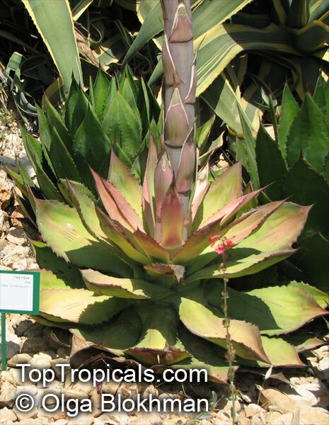 Agave sp., Agave. Agave parryi
