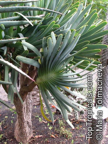 Aloe plicatilis, Fan Aloe