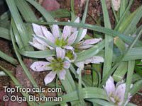 Androcymbium palaestinum, Erythrostictis palaestina , Desert Bulb

Click to see full-size image