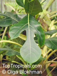 Artocarpus altilis, Artocarpus communis, Breadfruit

Click to see full-size image