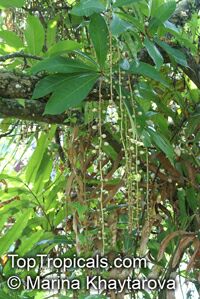 Barringtonia racemosa, Putat Kampung, Fish-killer Tree, Fish-poison Wood, Freshwater Mangrove

Click to see full-size image