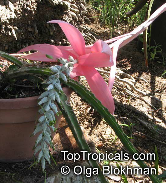 Billbergia sp., Bromeliad Queen of Tears, Friendship Plant. Billbergia rosea