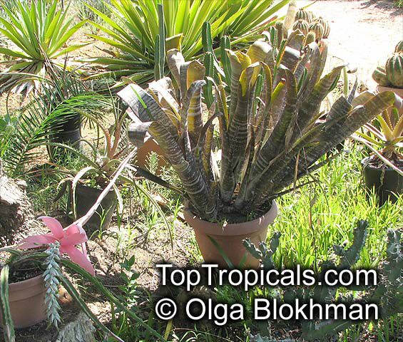 Billbergia sp., Bromeliad Queen of Tears, Friendship Plant. Billbergia rosea