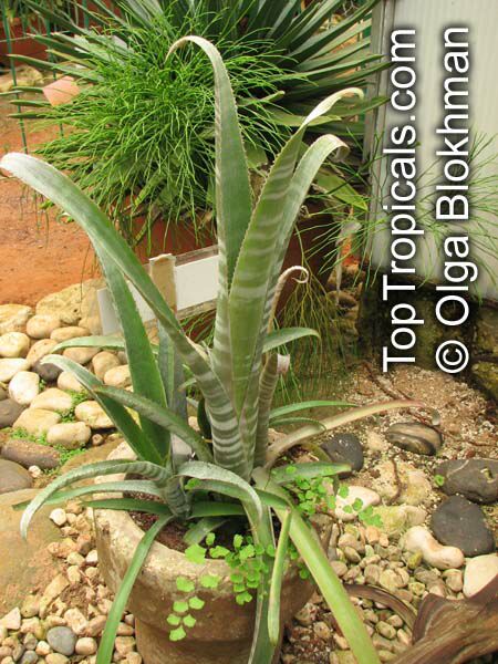 Billbergia sp., Bromeliad Queen of Tears, Friendship Plant. Billbergia velascana