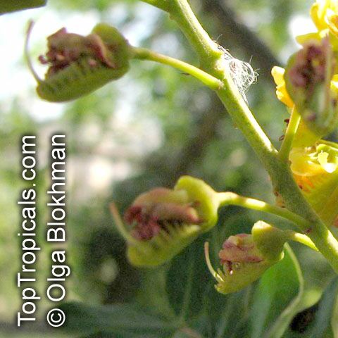 Caesalpinia spinosa, Tara, Spiny Holdback