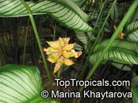 Calathea ornata, Calathea majestica, Calathea

Click to see full-size image