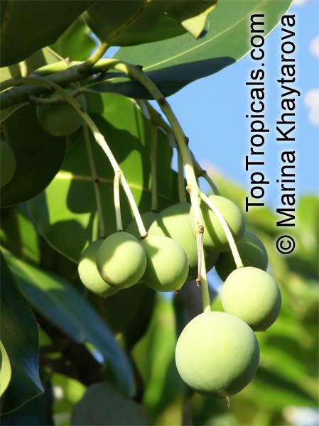 Calophyllum inophyllum, Alexandrian Laurel, Beauty Leaf, Oil-nut Tree, Tamanu, Mastwood 