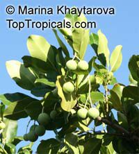 Calophyllum inophyllum, Alexandrian Laurel, Beauty Leaf, Oil-nut Tree, Tamanu, Mastwood 

Click to see full-size image